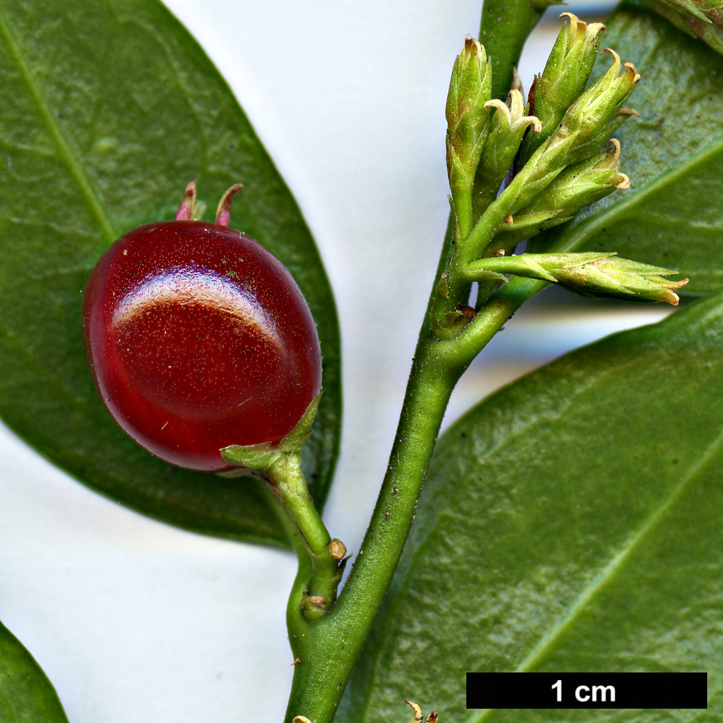 High resolution image: Family: Buxaceae - Genus: Sarcococca - Taxon: ruscifolia - SpeciesSub: var. chinensis